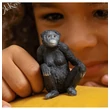 BONOBO NŐSTÉNY, Scheilch