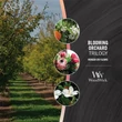BLOOMING ORCHARD TRILOGY HAJÓGYERTYA, Woodwick